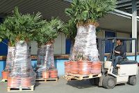 CM-Logistik ist auch auf Grünpflanzen spezialisiert